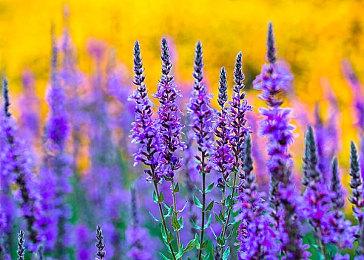 EA CEO盛赞重生娱乐 正开发令人兴奋新项目